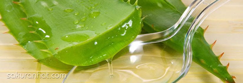 #TOP2. Nha đam - Cách trị mụn trứng cá bằng thiên nhiên hiệu quả nhất